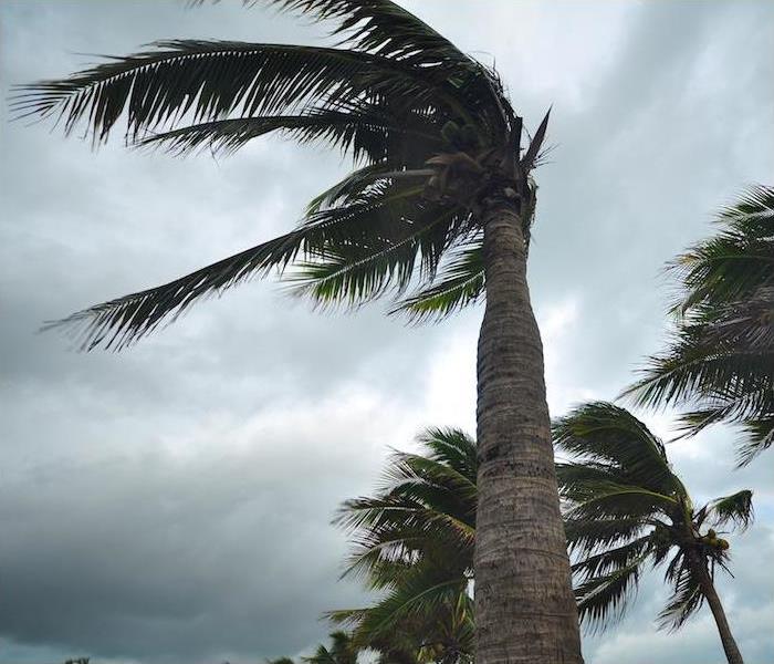 palm trees being blown around by hurricane winds