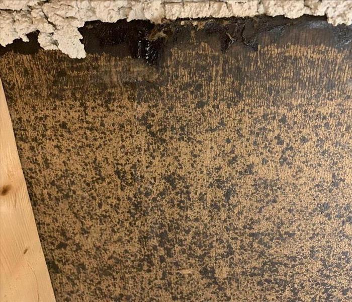 Wall covered in tiny black mold spots.