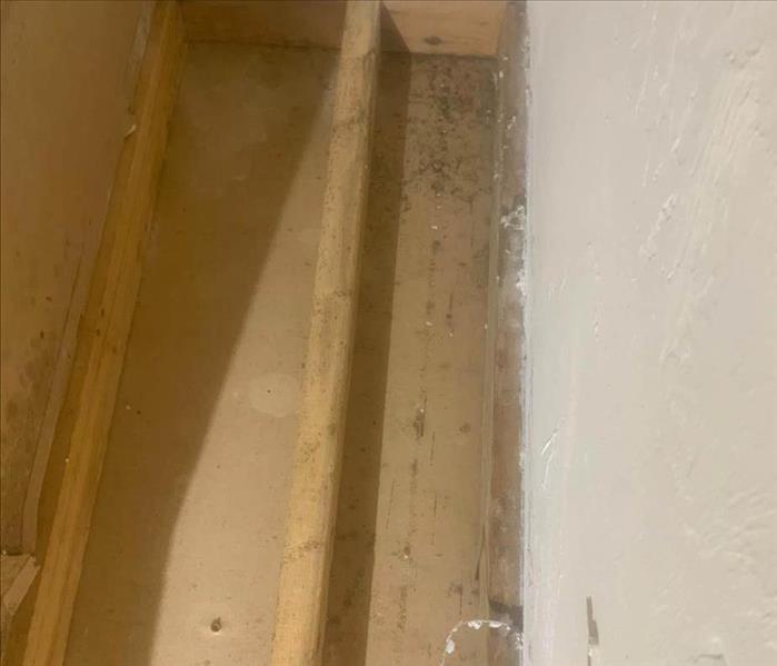 Wood plank with mold spots